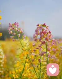 我们停止与自己为敌，与自己和解的那一刻，紧绷的生命便开始舒展。配图