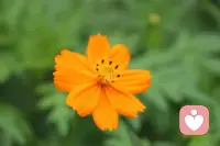 为了旁人的眼光小心翼翼，唯独忘了问问自己：累不累，开不开心。其实，幸福和美丽从不是向外求来的，好好爱自己，才是一生最浪漫的修行。配图