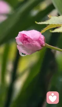 我是一名倾听师，不是来评判对错，不是来给出建议，更不是来强行治愈。
我只是一个安静的陪伴者，带着全然的接纳与共情，坐在你的对面，认真接住你所有的情绪。配图