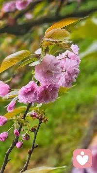 我是一名倾听师，不是来评判对错，不是来给出建议，更不是来强行治愈。
我只是一个安静的陪伴者，带着全然的接纳与共情，坐在你的对面，认真接住你所有的情绪。配图