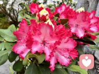 我是一名倾听师，不是来评判对错，不是来给出建议，更不是来强行治愈。
我只是一个安静的陪伴者，带着全然的接纳与共情，坐在你的对面，认真接住你所有的情绪。配图