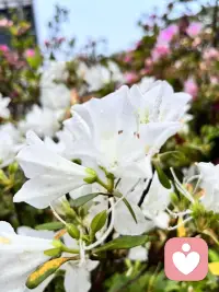 我是一名倾听师，不是来评判对错，不是来给出建议，更不是来强行治愈。
我只是一个安静的陪伴者，带着全然的接纳与共情，坐在你的对面，认真接住你所有的情绪。配图