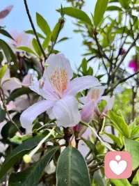 我是一名倾听师，不是来评判对错，不是来给出建议，更不是来强行治愈。
我只是一个安静的陪伴者，带着全然的接纳与共情，坐在你的对面，认真接住你所有的情绪。配图