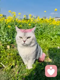 星星期天快乐，我们这里等待你的到来配图