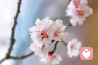 倾听师的核心价值在于提供无评判的安全空间，促进情绪释放和自我认知，而不是直接给出建议。配图