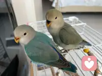 其实你不必那么坚强，不必一直懂事，不必事事完美。配图