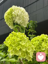 我在这里，不评判，不打断，只是听。配图