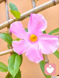 守住内心的安定，不被情绪左右，活得从容又通透。配图