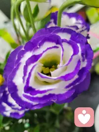 只有当你成为一个精神独立的成年人时，你才能拥有一段健康的亲密关系配图