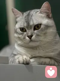 我在这里，和照片里一样。你慢慢说，我真实地听着。配图