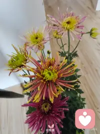 当一个人长期压抑自己的欲望来维持“我们”的运作，爱便不再是爱，而是一种隐性的自我献祭。配图