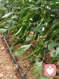 用温柔的言语守护情绪，用从容的相处滋养情感，让每一段相遇，都在平和温暖里，走向长久与心安。配图