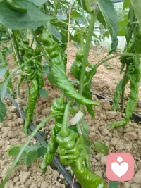 用温柔的言语守护情绪，用从容的相处滋养情感，让每一段相遇，都在平和温暖里，走向长久与心安。配图