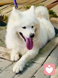 你的身体，是你一生中最忠诚的伴侣。它记录着你所有的欢笑与泪水，并以健康或疾病的方式，给你最直接的反馈。 学习聆听情绪的语言，不仅是心灵的成长，更是对自己生命最根本的呵护。配图