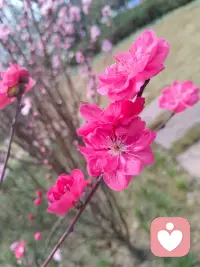 愿我们都能摒弃浮华，守住真心，不被短暂的诱惑迷惑，不被浮躁的节奏裹挟，遇见一份纯粹的爱情，在烟火流年里，被温柔以待，相伴岁岁年年。配图