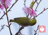 愿你在自然般的疗愈中，找回内心的平静与自我价值