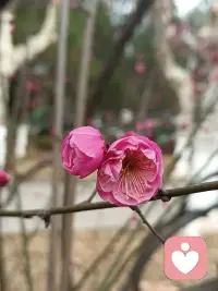 当我们用共情之心拥抱生活，便会发现，原来理解可以化解所有坚硬，温暖可以融化一切寒凉。配图