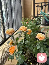 人与人之间多点感恩。不要只盯着失去的，也专注我得着的，就会有知足。配图