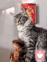 在陪伴猫咪的过程中，重新学会爱自己、热爱生活的自己。好好爱自己。配图