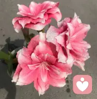 愿你在追逐梦想的路上，也能随时停下来，看看身边的风景，抱抱那个努力的自己。配图