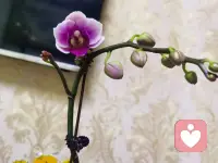 每个人都渴望被理解的世界里，耐心的倾听者是最珍贵的存在。他能让孤独的人感受到陪伴，让迷茫的人找到方向，让疲惫的人获得治愈。配图