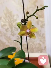 每个人都渴望被理解的世界里，耐心的倾听者是最珍贵的存在。他能让孤独的人感受到陪伴，让迷茫的人找到方向，让疲惫的人获得治愈。配图