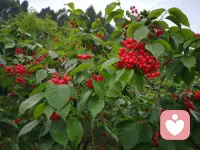 愿我们都能遇见那个真正懂自己的人，以懂得为桥，以真心为舟，在漫长岁月里，相知相惜，相守相依，把每一份平淡的日子，都过成心有灵犀的美好。配图