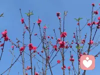 愿每一个认真对待感情的人，都能避开错的人，遇见温暖契合的伴侣，在烟火人间里，拥有一份安稳踏实、长久相守的婚恋幸福。