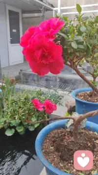 愿你的内心，在倾听中温柔绽放