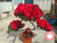 愿你的内心，在倾听中温柔绽放