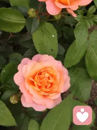 清晨醒来，阳光正好，微风不燥。推开窗的瞬间，整个世界都带着清新的善意。这样的天气，总让人莫名相信：今天，会是美好的一天。