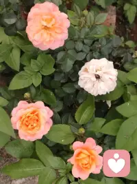清晨醒来，阳光正好，微风不燥。推开窗的瞬间，整个世界都带着清新的善意。这样的天气，总让人莫名相信：今天，会是美好的一天。