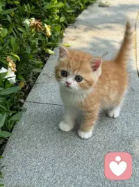 你活着，不仅仅是为了克服困难，更是为了见证这个世界的无数种温柔。而见证本身，就是一种深沉的参与，是生命对生命最静默的致敬。