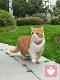 你活着，不仅仅是为了克服困难，更是为了见证这个世界的无数种温柔。而见证本身，就是一种深沉的参与，是生命对生命最静默的致敬。