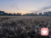 在因缘的游戏里，你永远都猜不到接下来会发生什么。当一件事情发生时，你体验到的苦楚或甜蜜，都不是来源于事情本身，而是源于你理解和回应它的方式。配图