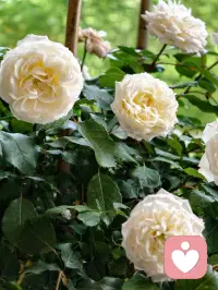 万物都在供养你。
阳光从不问你是谁，照样温暖你；
雨水从不挑三拣四，照样滋润你；
大地默默承载，从不嫌弃你；
花草自然生长，只为给你一线生机。
这世间所有的美好，都在无条件供养你、成全你。