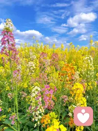 见过花开，亦是上上签！