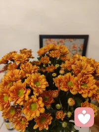 见过花开就好，何必在意花落谁家。又怎会不在意呢配图