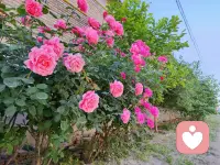 带着情绪反反复复的去沟通，也不如一次心平气和的，发自内心的真诚沟通更有效果。