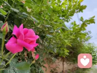 每一个春暖花开的日子里，都会充满了无尽的希望。配图