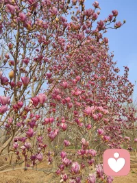 你不用做什么，也不需要改变什么，你站在那里就是风景。配图