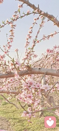 💝无常是生命的底色，父母的爱、身边的暖，皆是时光馈赠的限量版。珍惜从不是执念过往，而是与当下温柔相拥——释怀遗憾，珍视每一次相见、每一缕烟火。以心感知，以爱践行，方懂珍惜的本质，是让每段时光都有重量配图