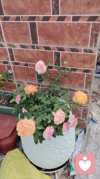 人越长大越明白，真正的温柔，从来不是轰轰烈烈，而是细水长流的安稳。
不必强求所有人都懂，不必纠结一时得失。好好爱自己，照顾好情绪与身体，把日子过成自己喜欢的样子。
有人同行是幸运，独自前行也从容。愿你在往后的日子里，心中有光，眼里有笑，不慌不忙，温柔且坚定。配图