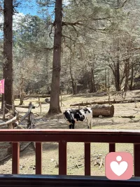 如果一个人坚信不可以拒绝，拒绝会破坏关系，那么这一定是因为在过去的体验里，ta曾因说“不”而付出过沉重的代价，为了换来安全与爱，于是早早学会了哪怕不愿意也顺从也接受。也许在原生家庭里，养育者真的非常脆弱，脆弱到无法接受孩子的拒绝，但是走出原生家庭，事实是，当你不愿意、不喜欢时，都可以试着拒绝，对方没有那么脆弱，关系没有那么易碎。健康的连接中，双方都有说“不”的空间，而拒绝并不会让真正的连接消失，反而可能让彼此的界限更清晰、相处更自在。