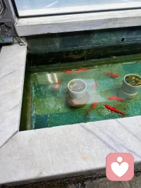 许多时候，我们对于亲人/伴侣的需要和期待，不是说我们理解了“是ta们的人格有问题，是ta们心理发展水平太低，是ta们在原生家庭也受了不好的对待”就可以释怀的。这是一种很复杂的状况，既有对ta们的理解，但是在某些时刻，还是依然会期待，会想要被看见被满足，还是依然会有愤怒、委屈、失望和怨恨。

这些情感都会在一个人的内在存在着，并不互相抵消。它们都真实而合理，都是内心未被完整回应的证明。我们或许可以在理智层面理解对方的局限，但心灵的记忆不会因此停止，那个在关系中有渴望却又一再失望的自己，总是会心痛又无奈。

这种复杂并不代表我们的“不成熟”或“不宽容”。恰恰相反，能同时容纳理解与渴望、共情与失落，正是情感世界深度与丰富的证明。我们在两种真相之间摆荡：一个是关于“ta们为何如此”的事实真相，一个是关于“我依然会痛”的情感真相。二者都需要被承认，被安放。

真正的疗愈或许不在于消除这种矛盾，而在于学会与这份复杂共存，不再用理解去压制感受，也不让感受淹没理解。我们最终要做的，是给内心那个依然期待的自己一个位置，听ta诉说，陪ta存在，即便知道某些回应永远不会从外界到来。当我们可以这样拥抱自己的全部真实时，那些未被满足的期待，才会慢慢转化为对自身更深的陪伴、抱持和慈悲。配图