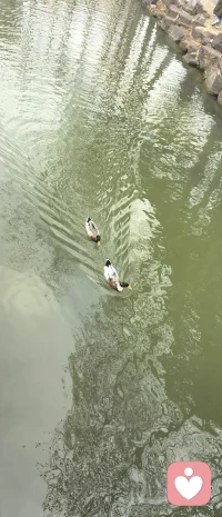 没做好时，搞砸时，犯错时，失误时，你怎么对待自己，决定了这个伤口是会凝结成一道坚硬的疤痕，还是能化作一处真正获得成长的印记。

它决定了你是被这次挫折定义，还是能重新定义挫折的意义。那个瞬间，你内心的声音，是化为最严苛的批判者，厉声指责“你真差，这点事都做不好”；还是能成为一个坚定的盟友，拍拍肩膀说“没关系，我们一起看看发生了什么”，这几乎是人生最重要的分水岭之一，前者将你困在过去的失误里，而后者则为你铺就了通往未来的路。

这种自我对待的方式，最终塑造了你生命的韧性与厚度。它决定了你是在自我攻击中消耗能量，还是在自我支持中积蓄力量。配图
