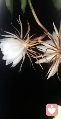 我爱大风和烈酒，也爱孤独的自由………配图