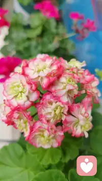 每个人的人生里都会遇到一场猝不及防的大雨，若你深陷雨中，愿有人为你撑伞！如果没有，也愿你有听雨的心情。
如果想征服生命中的焦虑，就活在当下，活在每一个呼吸里！
给各位宝子分享一下本人养的花仙子们，开心一下哦配图