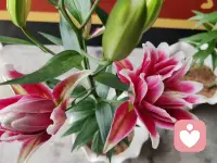 每个人的人生里都会遇到一场猝不及防的大雨，若你深陷雨中，愿有人为你撑伞！如果没有，也愿你有听雨的心情。
如果想征服生命中的焦虑，就活在当下，活在每一个呼吸里！
给各位宝子分享一下本人养的花仙子们，开心一下哦配图