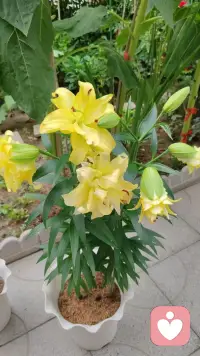 每个人的人生里都会遇到一场猝不及防的大雨，若你深陷雨中，愿有人为你撑伞！如果没有，也愿你有听雨的心情。
如果想征服生命中的焦虑，就活在当下，活在每一个呼吸里！
给各位宝子分享一下本人养的花仙子们，开心一下哦配图